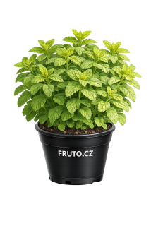 Máta citrusová